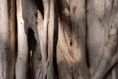 The roots of the tree wrap around the trunk of a tree in tropical climates.