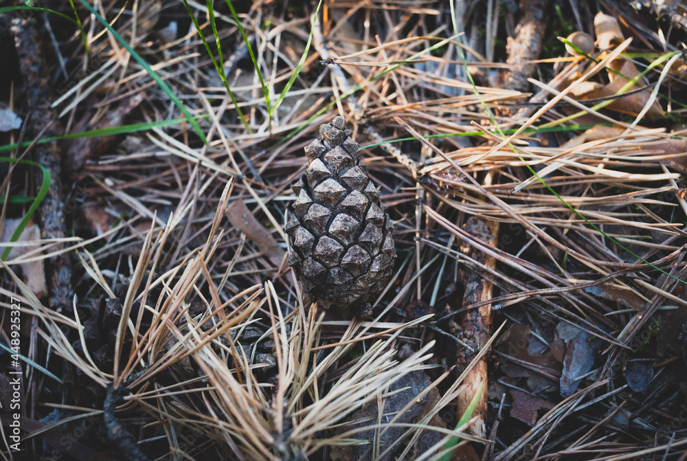 A cedar cone is lying on dried fir-needles A cedar cone is lying on dried fir-needles