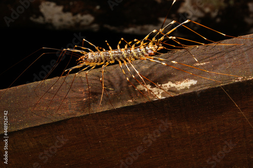 Tela Giant house or long legged centipede (Scutigeridae), Borneo, Malaysia