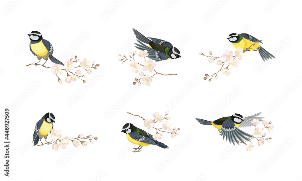 Fototapeta premium Tit Bird with Black Head and White Cheeks Flying and Sitting on Apple Blossom Branch Vector Set
