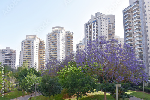 New high-rise buildings in the garden with blooming jacaranda and trees at dawn. The trees are covered with a green crown.