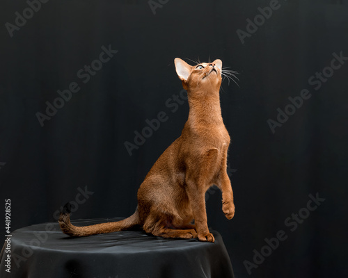 Abyssinian cat on a black background in beautiful poses

