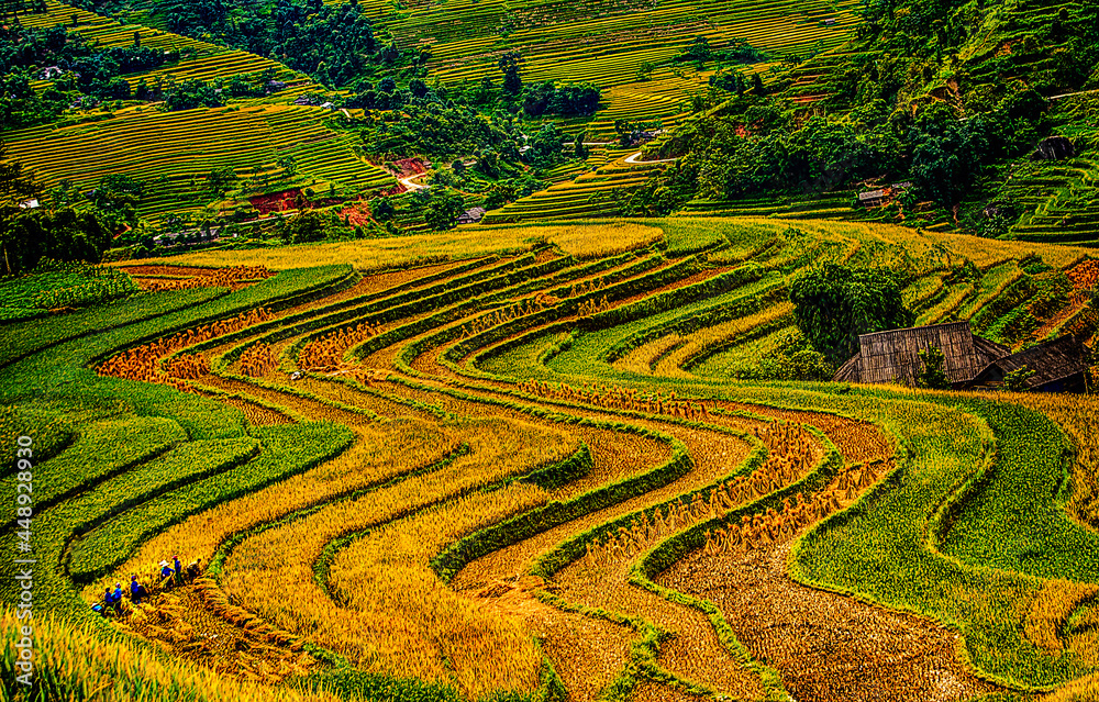Rice season in the northern mountains of Vietnam. 