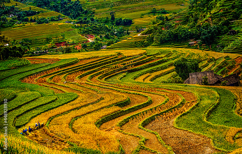 Rice season in the northern mountains of Vietnam. 