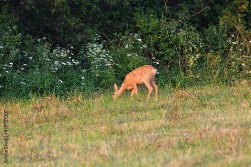 Roe deer come out from forest on a pasture in a mown field of grain