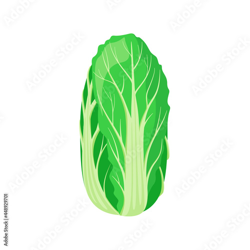 Peking cabbage on a white background. A vegetable.