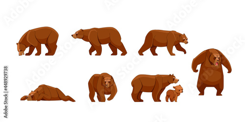 Set of large brown bear in different poses looking, running, walking, sleeping, attack. Wild forest creature different poses. Vector flat cartoon character of big mammal animal illustrations isolated