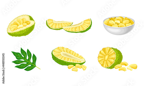 Ripe Bright Green Jackfruit with Seed Coat and Fibrous Core with Cut Section Vector Set