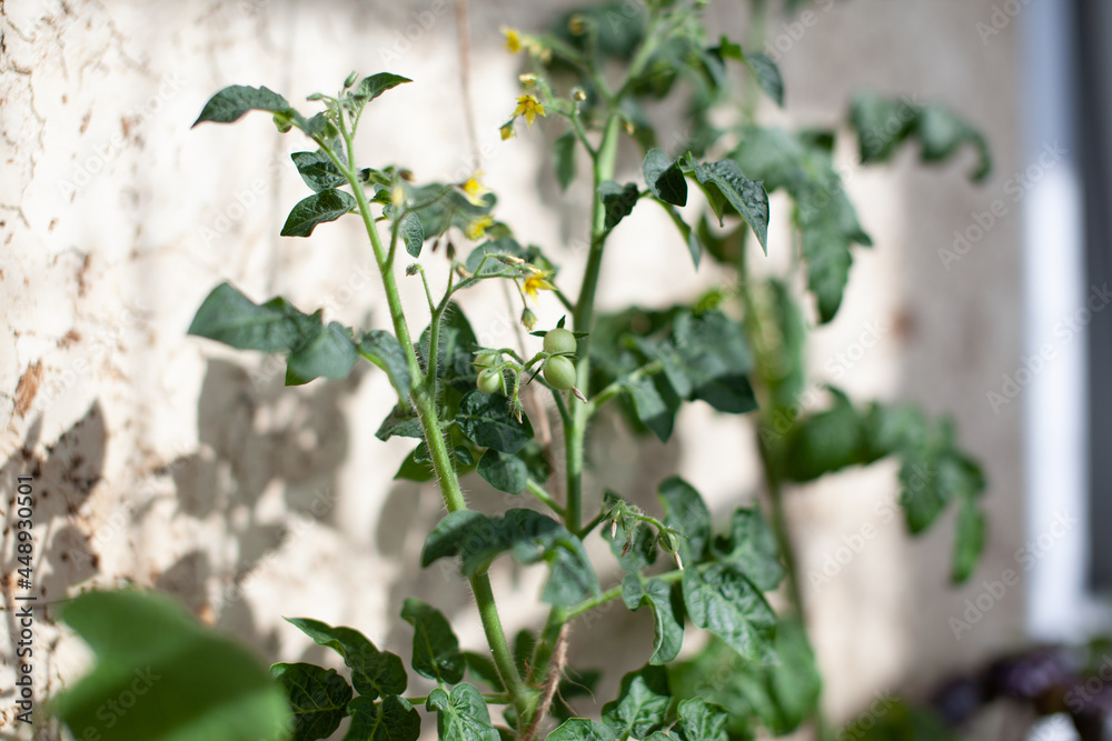 Obraz premium Small tomato fruit on a Bush. Growing tomatoes at home on the windowsill. Blossoming bushes of tomatoes. Tomato seedlings on the windowsill in the apartment. Young fruit on bush. 