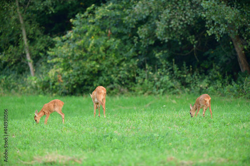 Mom deer roe with two young fawn grazes on the grass at sunset