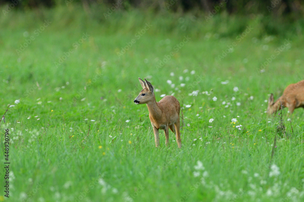 Doe deer walks across the meadow on the pasture Doe deer walks across the meadow on the pasture