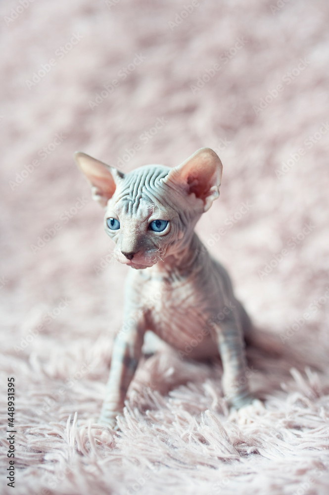 Hairless kitten with big blue eyes looks around. Portrait sphynx young cat in violet fur blanket. Naked hairless antiallergic domestic cat breed with big ears. Small sweet pink kitty.
