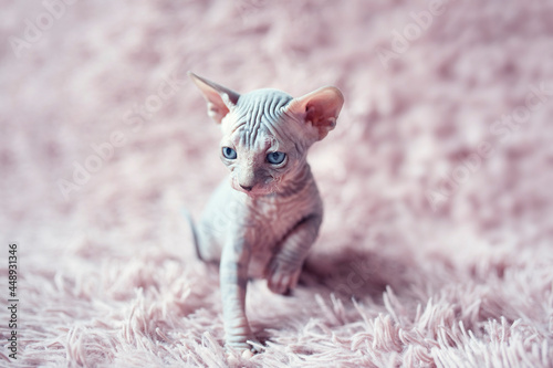 Hairless kitten with big blue eyes looks around. Portrait sphynx young cat in violet fur blanket. Naked hairless antiallergic domestic cat breed with big ears. Small sweet pink kitty. photo