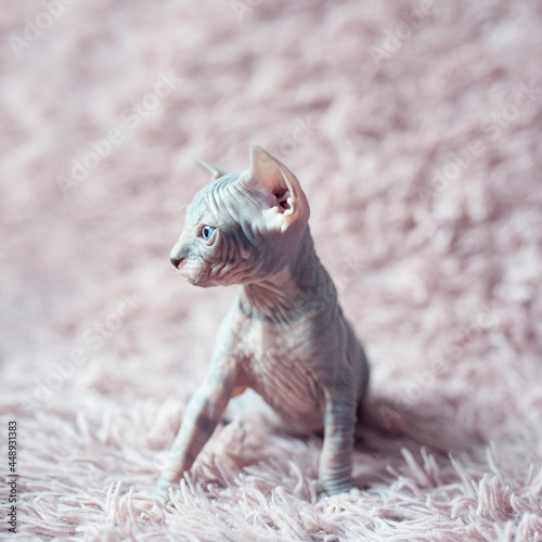 Hairless kitten with big blue eyes looks around. Portrait sphynx young cat in violet fur blanket. Naked hairless antiallergic domestic cat breed with big ears. Small sweet pink kitty. © Yasmin