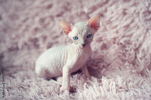 Hairless kitten with big blue eyes looks around. Portrait sphynx young cat in pink fur blanket. Naked hairless antiallergic domestic cat breed with big ears. Small sweet pink kitty. photo