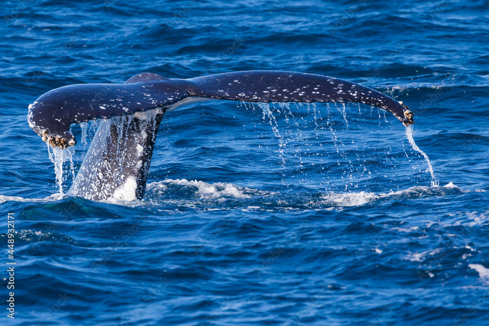 Naklejka premium A pregnant female Humpback whale in the throes of labor - thrashing about in the ocean