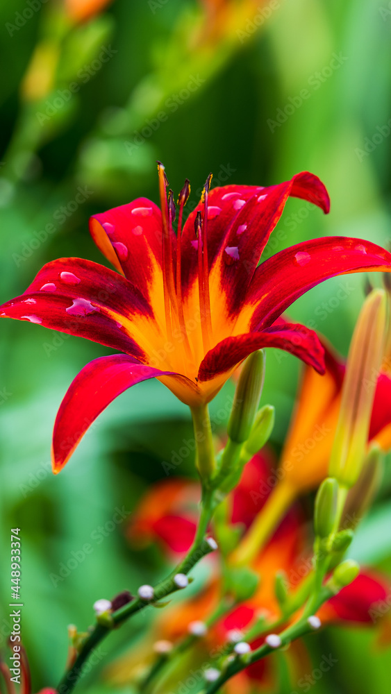 The Daylily that also known as Tawny Lily, Tiger daylily or Fulvous daylily (Hemerocallis fulva) The Daylily that also known as Tawny Lily, Tiger daylily or Fulvous daylily (Hemerocallis fulva)