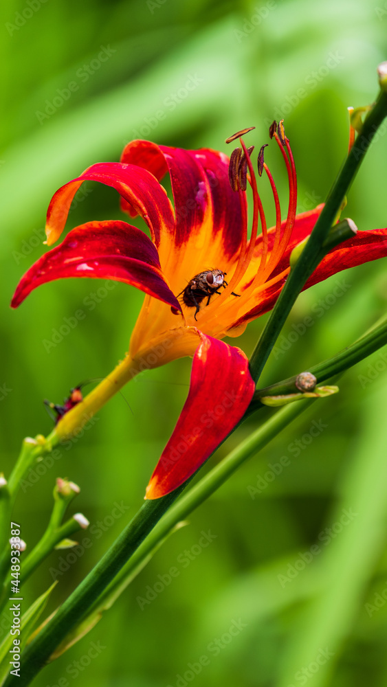 The flies out of the Daylily flower (Hemerocallis fulva) The flies out of the Daylily flower (Hemerocallis fulva)