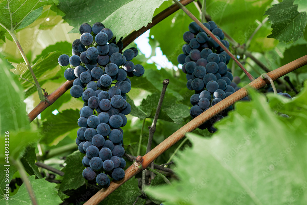 spiking brushes of black grapes on the background of green foliage in the garden