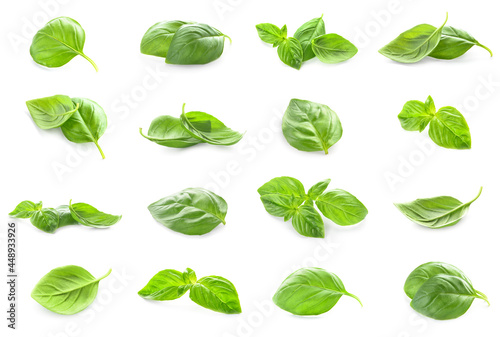 Obraz na płótnie Fresh basil leaves on white background