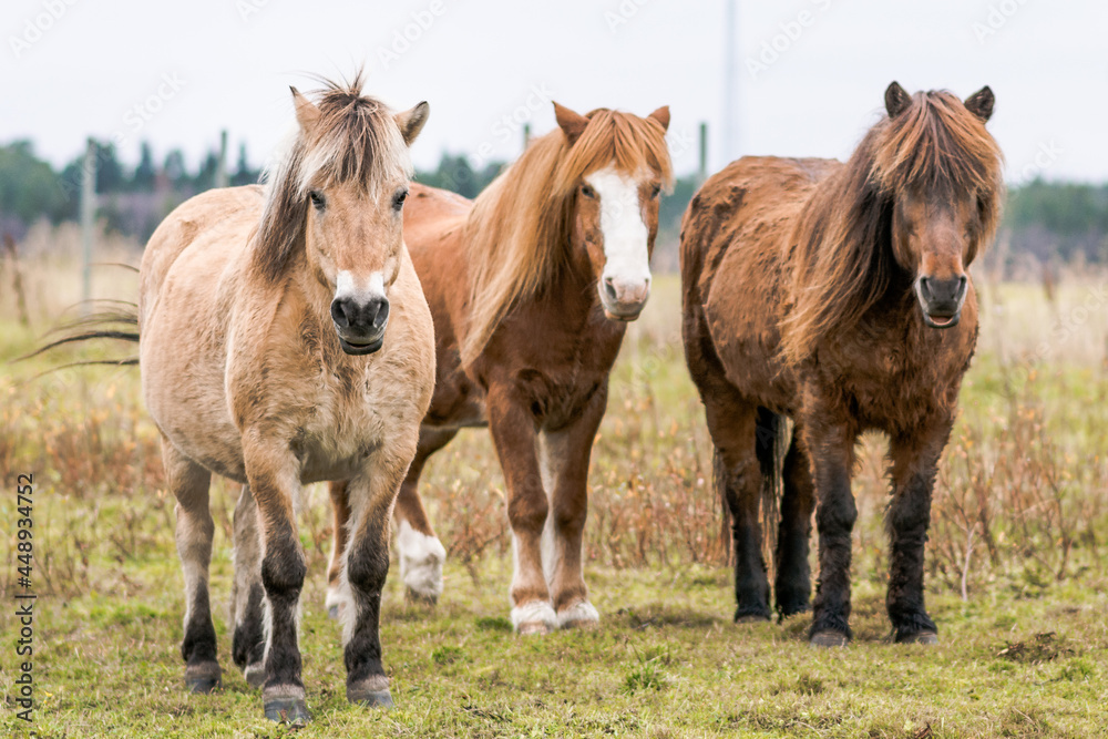 Three brown horses standing on a field Three brown horses standing on a field