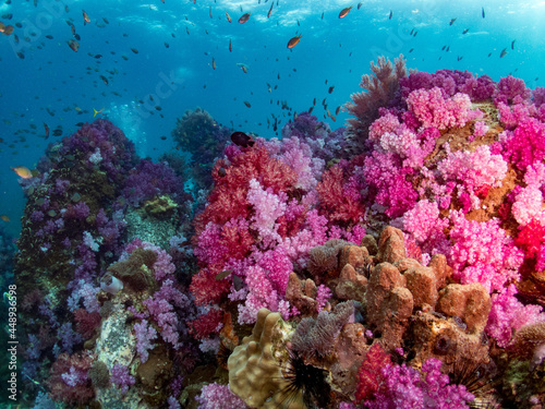 Colorful soft coral and anthias in beautiful reef. Lipe Island, Thailand.
