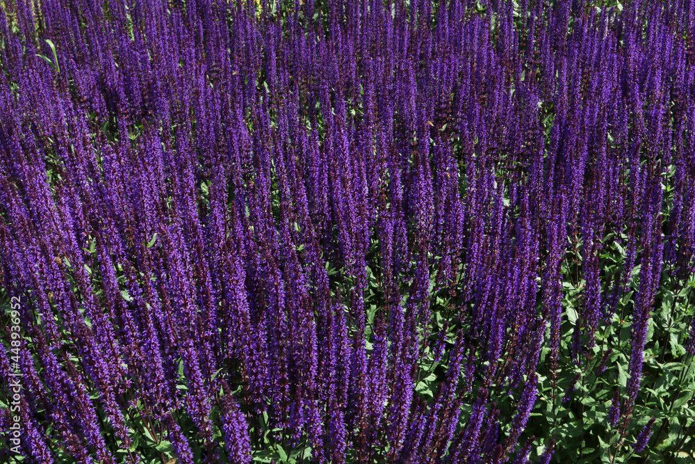 Obraz premium Beautiful field of violet lavender.