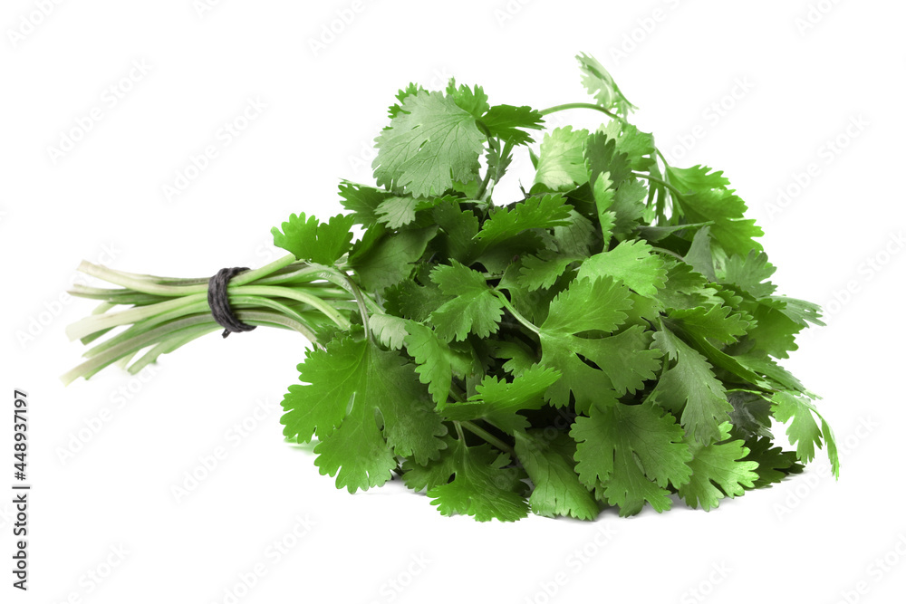 Fototapeta premium Bunch of fresh green organic cilantro isolated on white