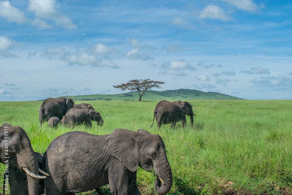 Fototapeta premium Serengeti Family
