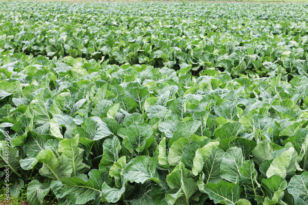 Farm with cabbage planted in the fields. Farm with cabbage planted in the fields.
