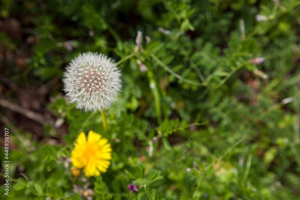 Dandelion, Dandelion flower in spring time, Dandelion, Dandelion flower in spring time,
