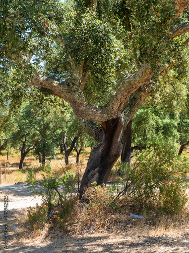 Cork oak  Quercus suber   Set  bal District  Algarve  Portugal