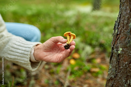 picking season, leisure and people concept - close up of young woman with chanterelle mushroom in autumn forest