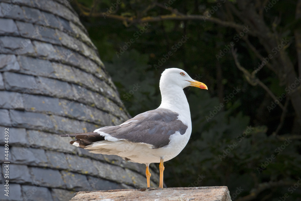 mouette posée sur un toit de maison mouette posée sur un toit de maison