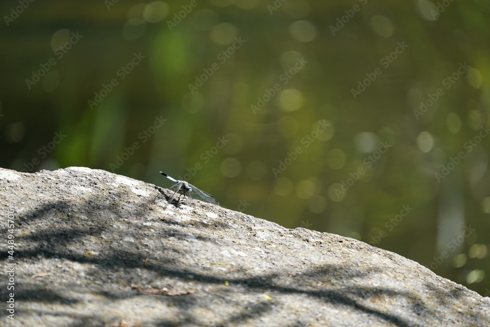 dragonfly in the forest dragonfly in the forest
