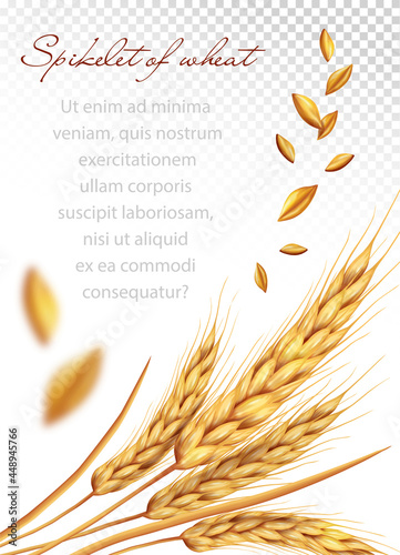 Spikelet of wheat. Wheat grain. Sample. Vector illustration.