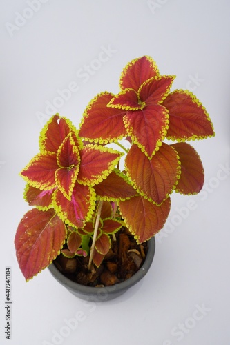 colorful leaves pattern Plectranthus scutellarioides, coleus or Miyana or Miana leaves or Coleus Scutellaricides, is a species of flowering plant in the family of Lamiaceae, isolated on white backgrou photo