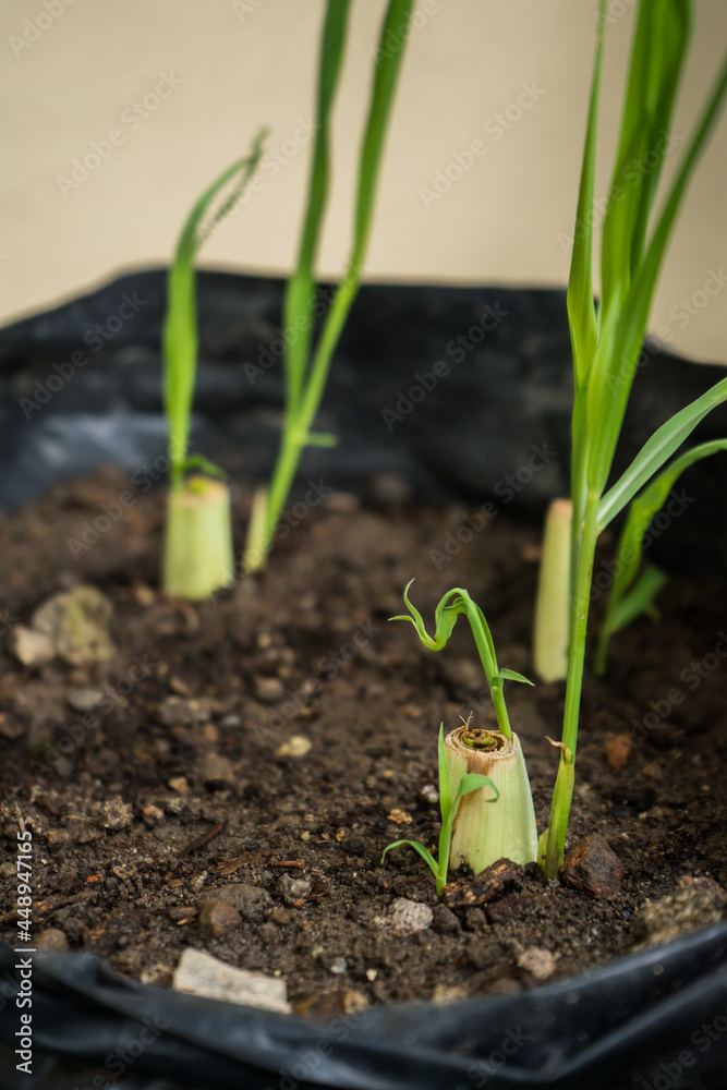 Serai (Cymbopogon citratus) seedlings that are starting to grow. Lemongrass is commonly used for cooking spices and for traditional medicine in Indonesia. Serai (Cymbopogon citratus) seedlings that are starting to grow. Lemongrass is commonly used for cooking spices and for traditional medicine in Indonesia.