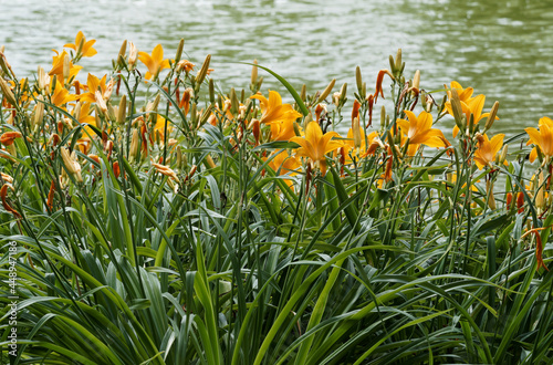 (Hemerocallis middendorffii) Taglilien oder Middendorffs Taglilien mit gelbe Blüte stehen deutlich über den grünen Blätter die Ufer eines Teiches dekorieren photo