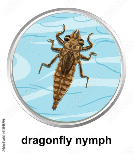Top view of dragonfly nymph on the water