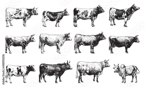 Cow and bull collection - vintage engraved vector illustration from Larousse du xxe siècle photo