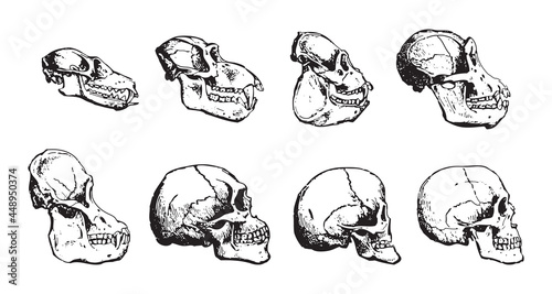 Human and ape skull evolution - vintage engraved vector illustration from Larousse du xxe si  cle