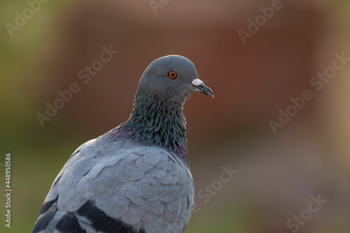 Indian Pigeon OR Rock Dove - The rock dove, rock pigeon, or common pigeon is a member of the bird family Columbidae. In common usage, this bird is often simply referred to as the "pigeon". © Sunil