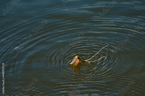 Tisza mayflies (Palingania longicauda) swarming, River Tisza, Hungary photo