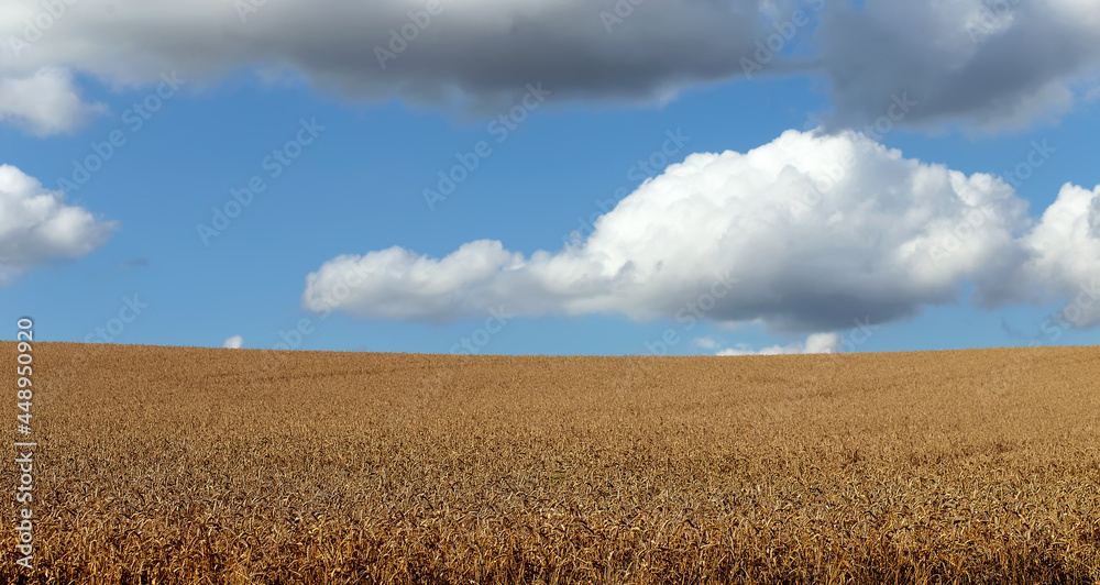 Golden field of ripe wheat and blue sky