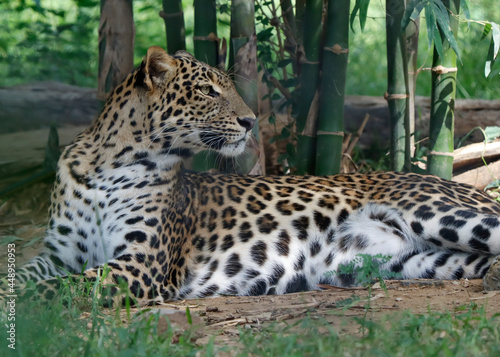 Persian leopard (Panthera pardus saxicolor) is a magnificent animal from which it comes genuine respect. Leopard © Sunil