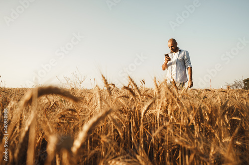 Man using smartphone while standing in wheat field at sunset