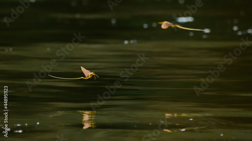Tisza mayflies (Palingania longicauda) swarming, River Tisza, Hungary photo