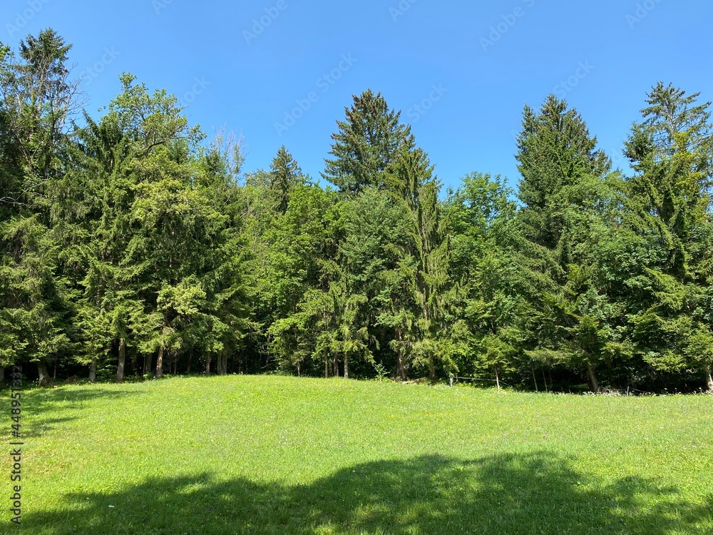 Mixed forest over the Vintgar Gorge or Bled Gorge - Bled, Slovenia (Triglav National Park) - Mischwald über der Vintgar-Schlucht oder Vintgarklamm - Bled, Slowenien (Triglav-Nationalpark)