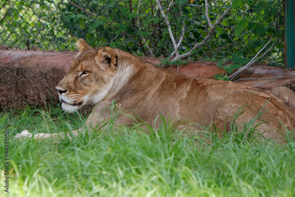 Naklejka premium lioness sitting on green grass.